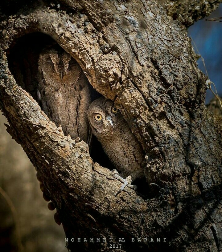 owl