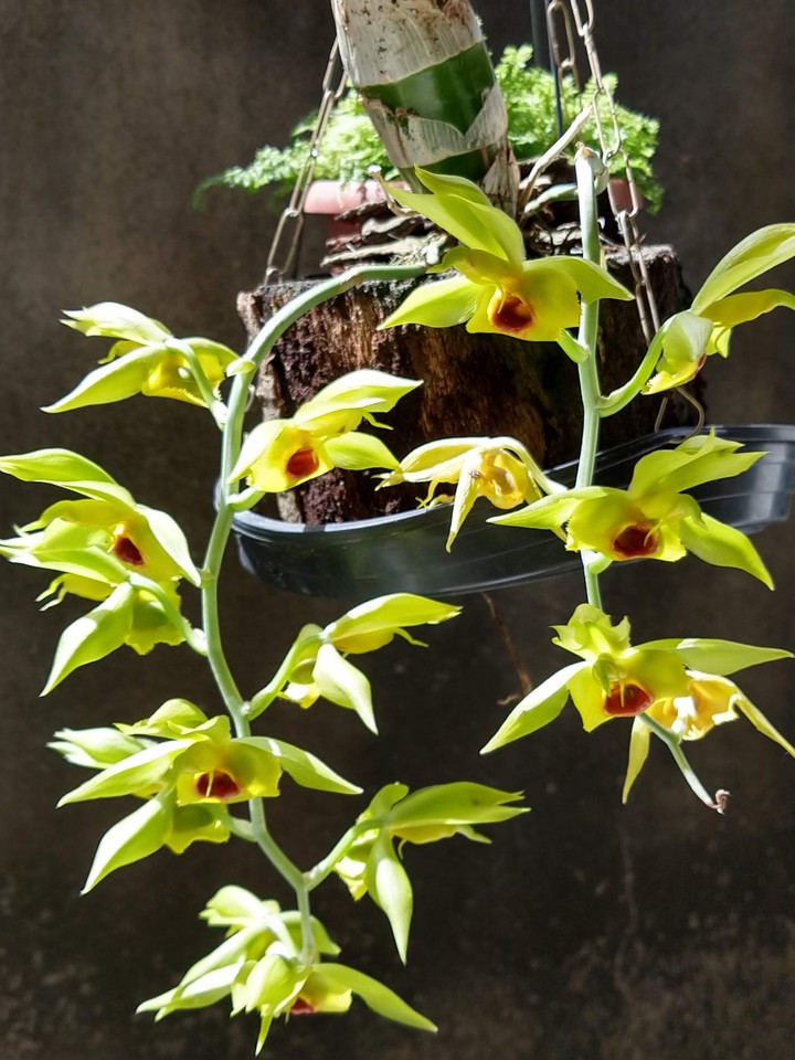 Orquídeas