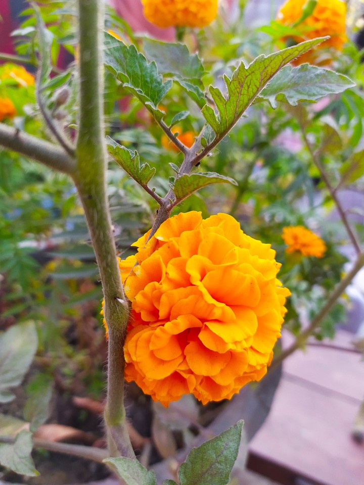 flower