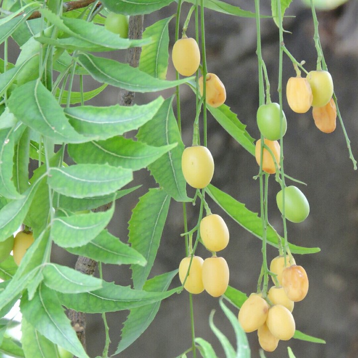 Fruity Leaves