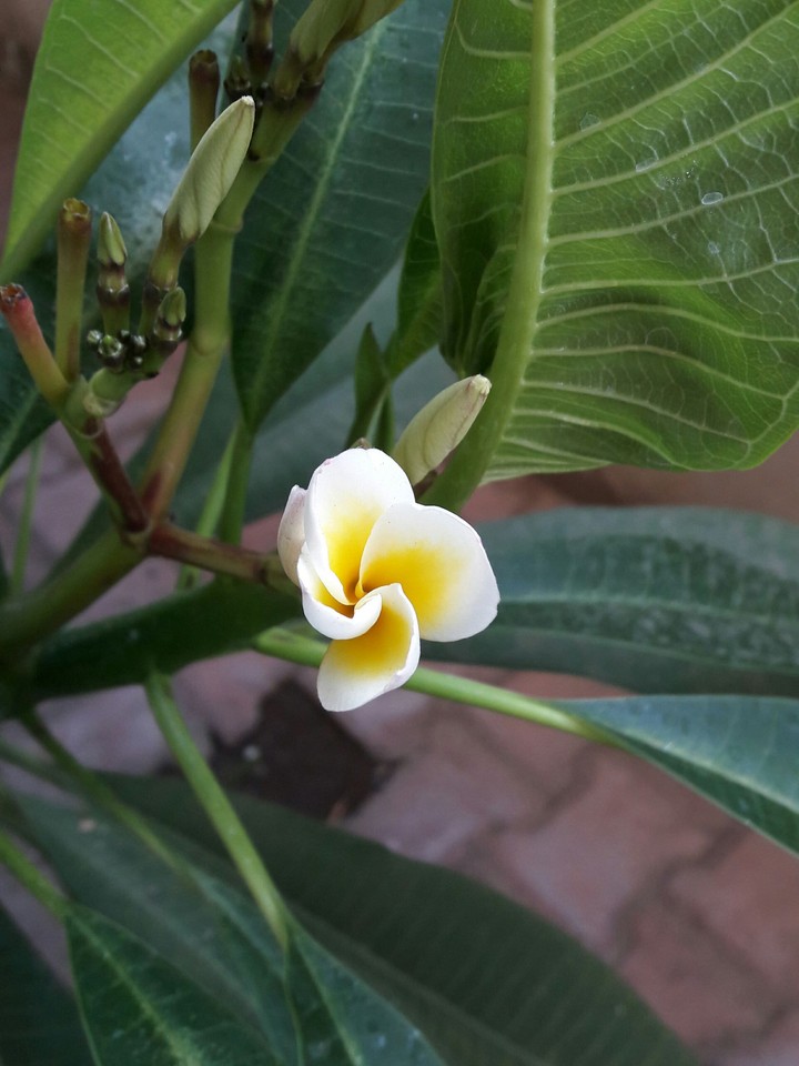 nature's creation