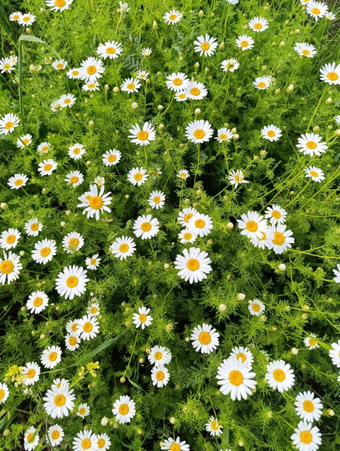 тапети vegetation, flower