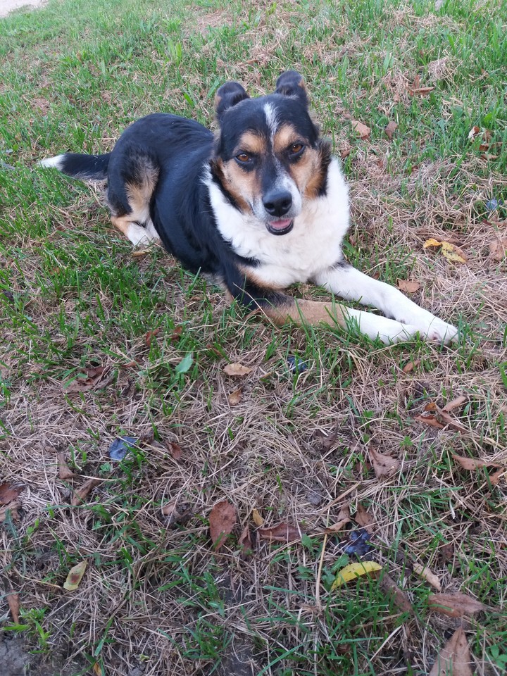 Rex