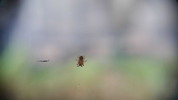 spider ... lente de aumento