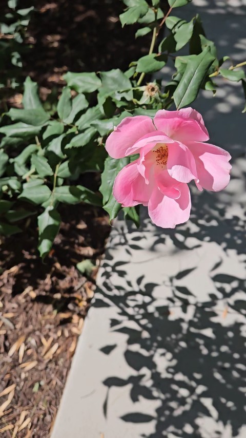 Rose in Fall Breeze!