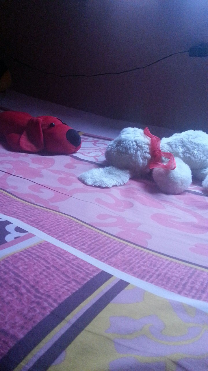 dogs
