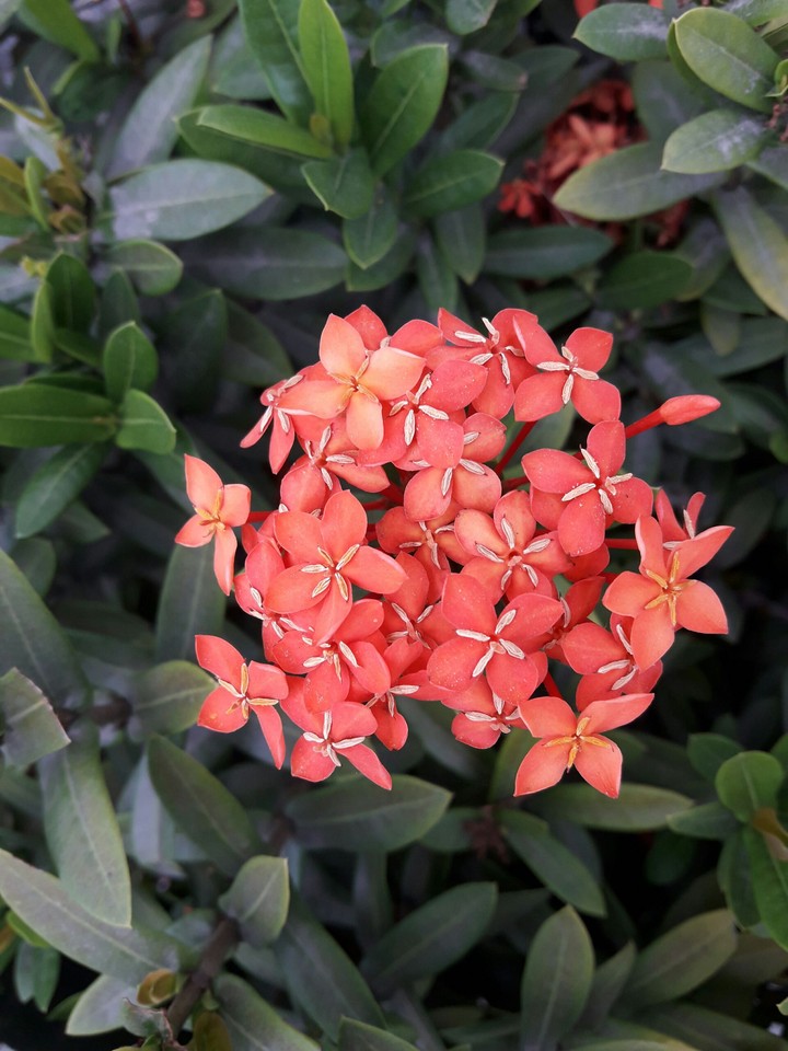 the life is flower , but chaos
