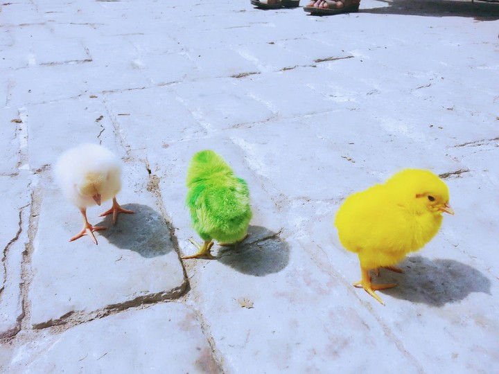 A Beautiful Picture Of Chicks