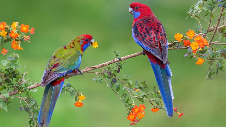 birds