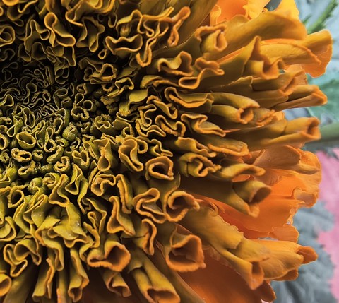 fonds d'écran Pollen, flower