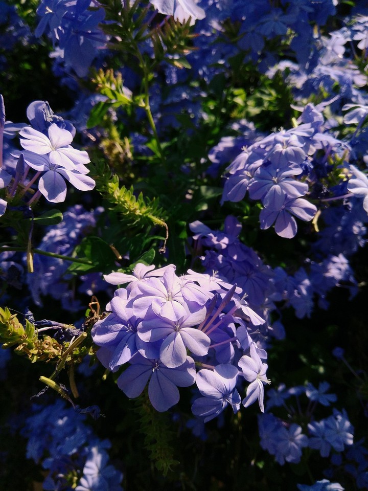 Fiori Naturali