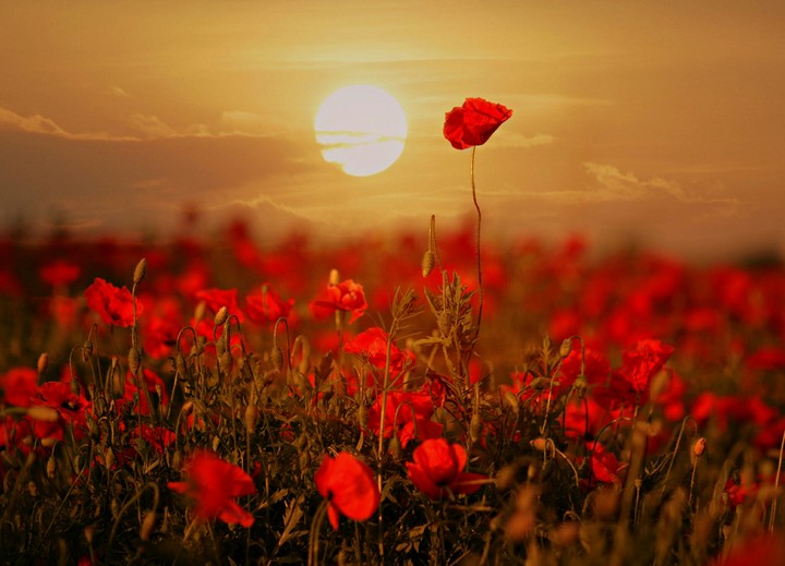 moon&poppy