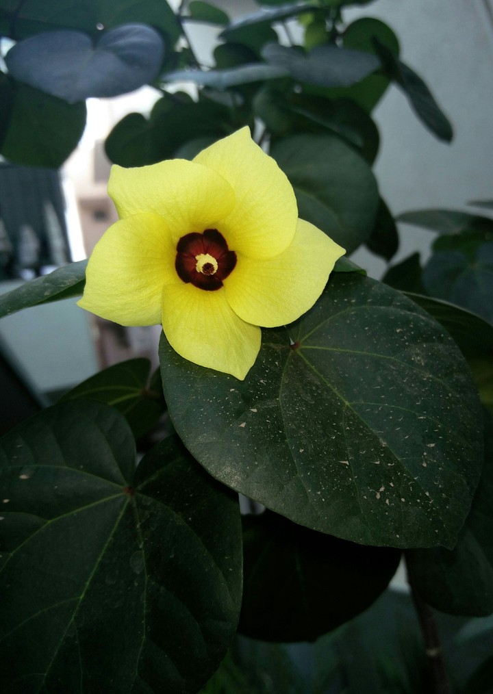Yellow flower