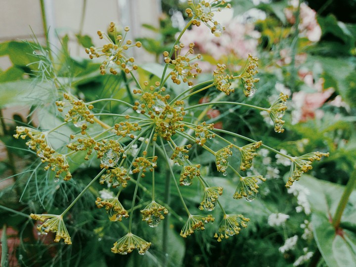 Summer rain
