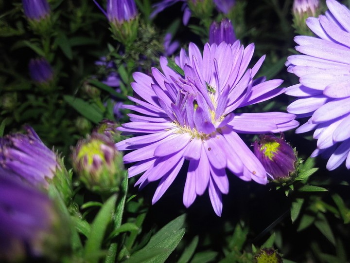 flowers
