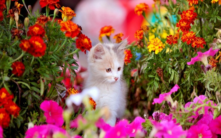 Kitten Flowers