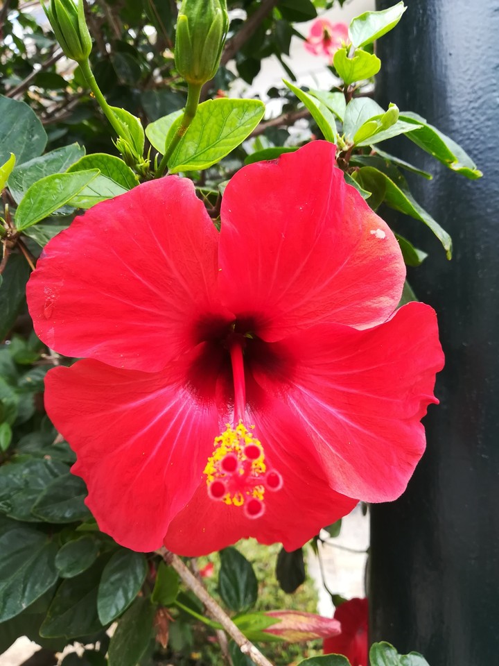 Hibiskus