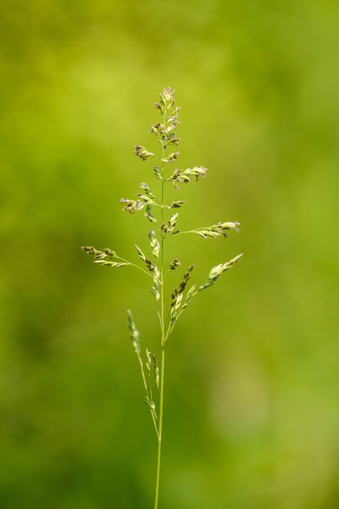 sedges háttérképek