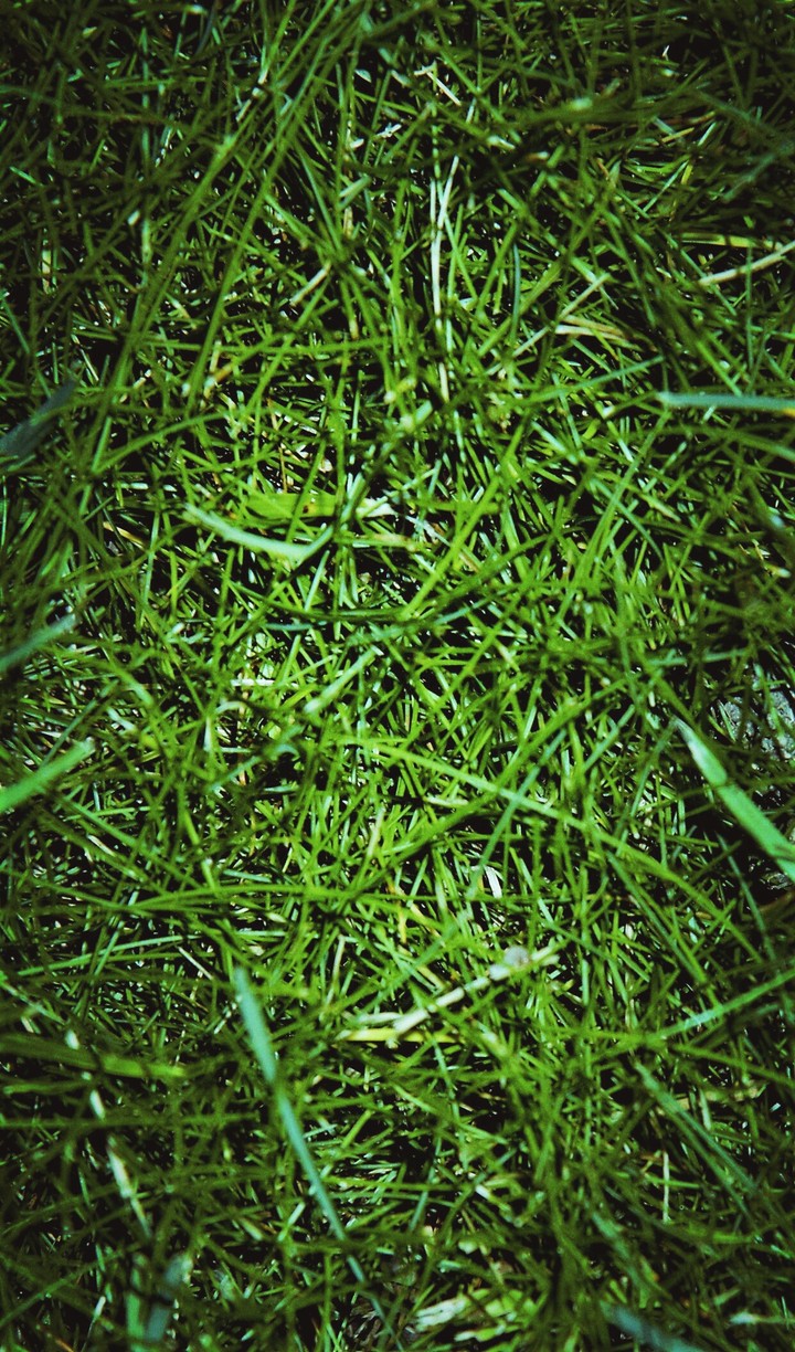 Gras