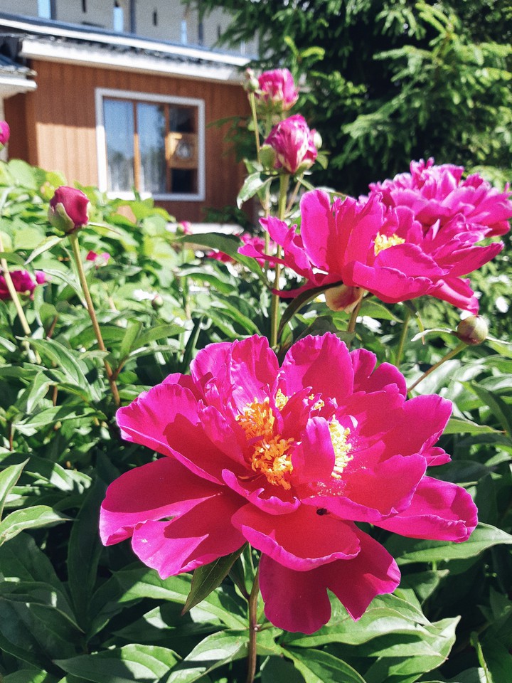 summer colors