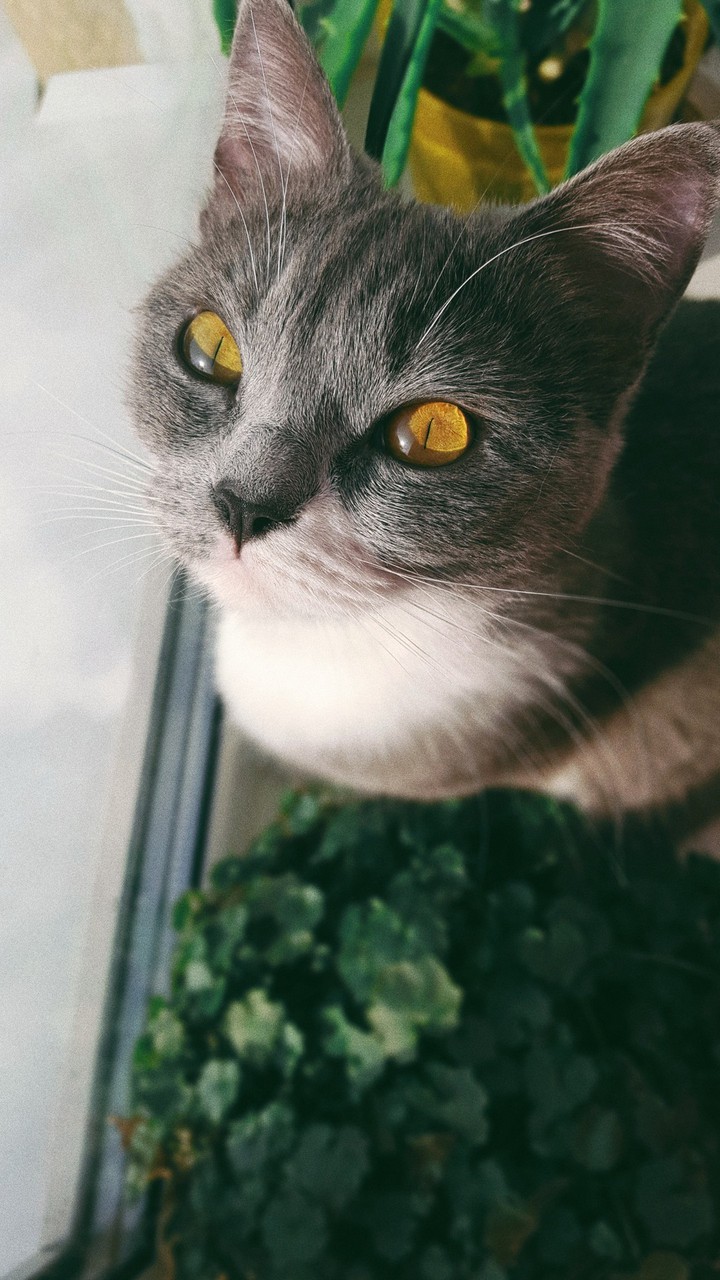 nice cat