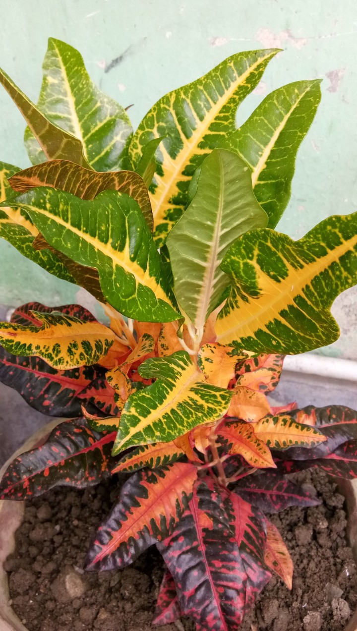 bunga