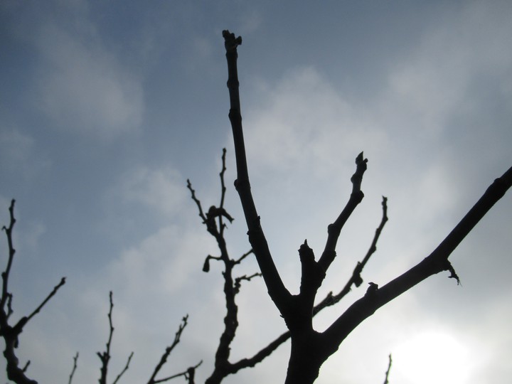 Fig tree