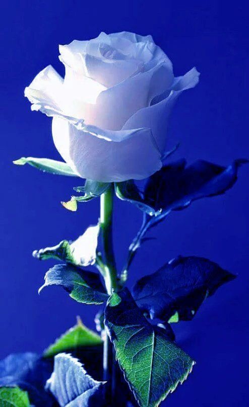 This flower are to you my beautiful Brianna ❤