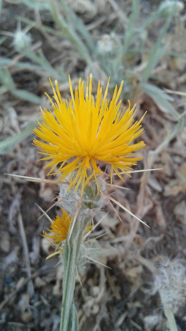 yellow flower