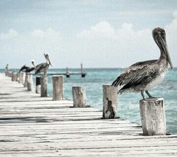 Coast line