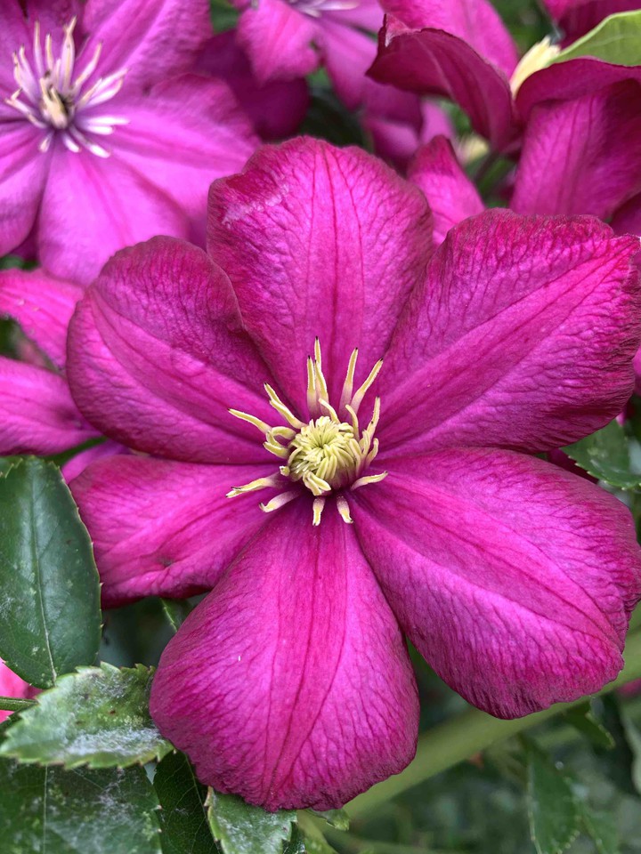 Flowers