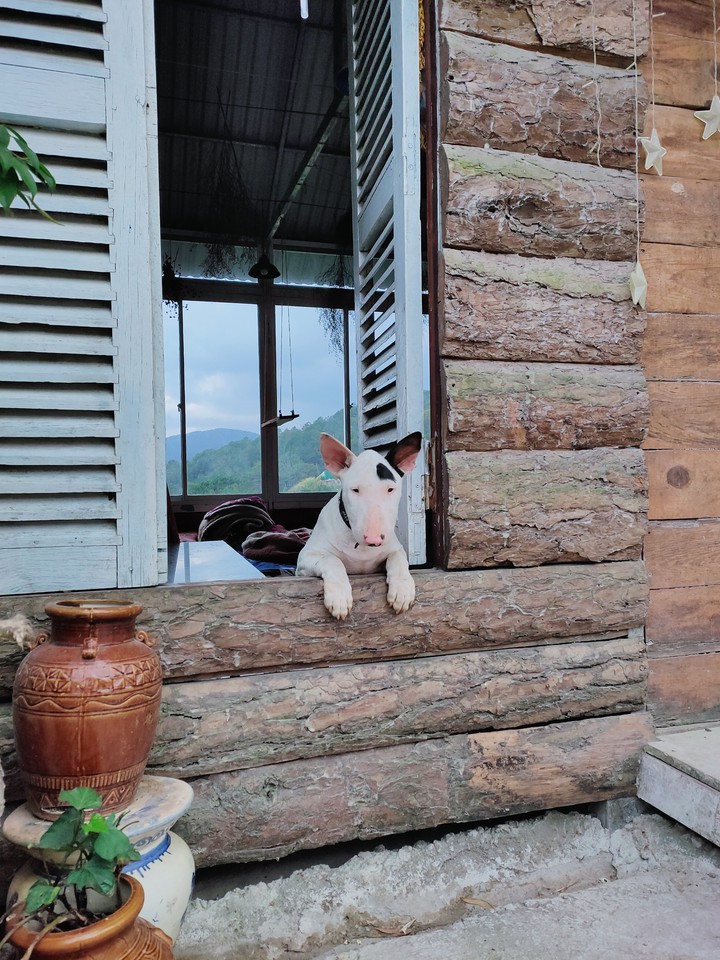 funny dog