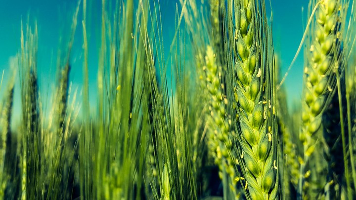 summer field