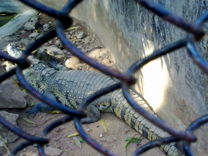 A Crocodile .....