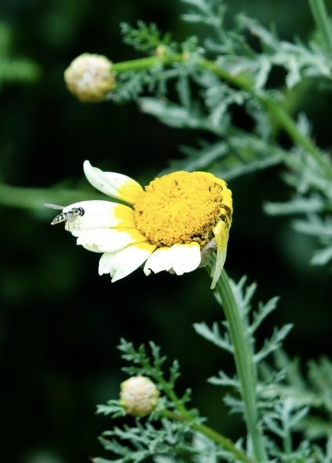 тапети plant, flower