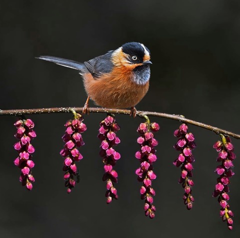 bird