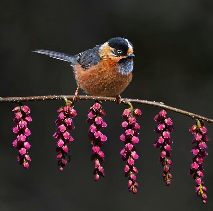 bird