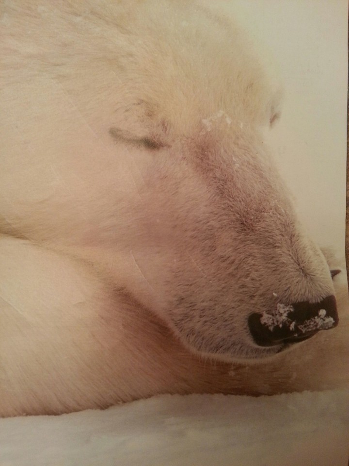 Sleeping Polar bear