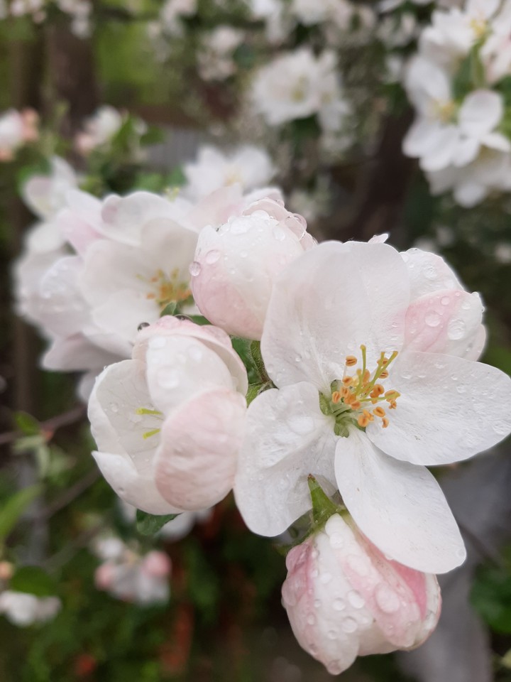apple flowers