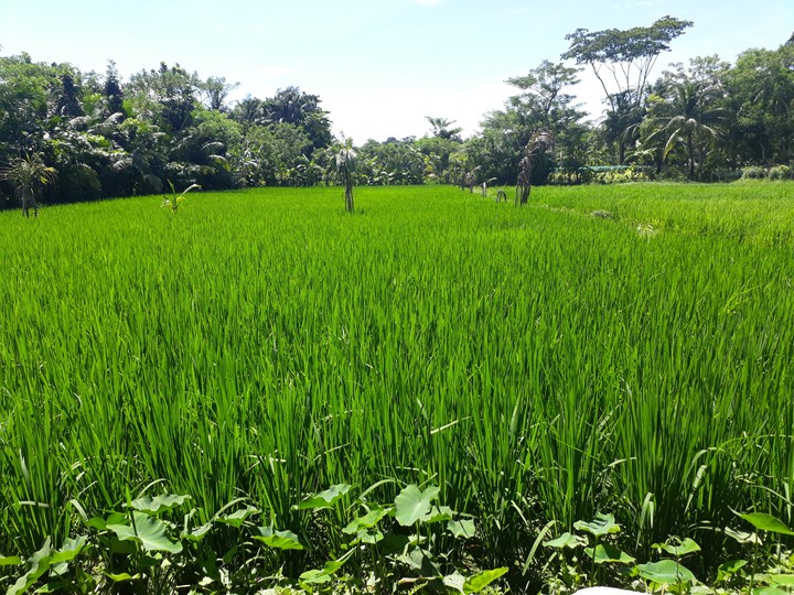 Paddy fields