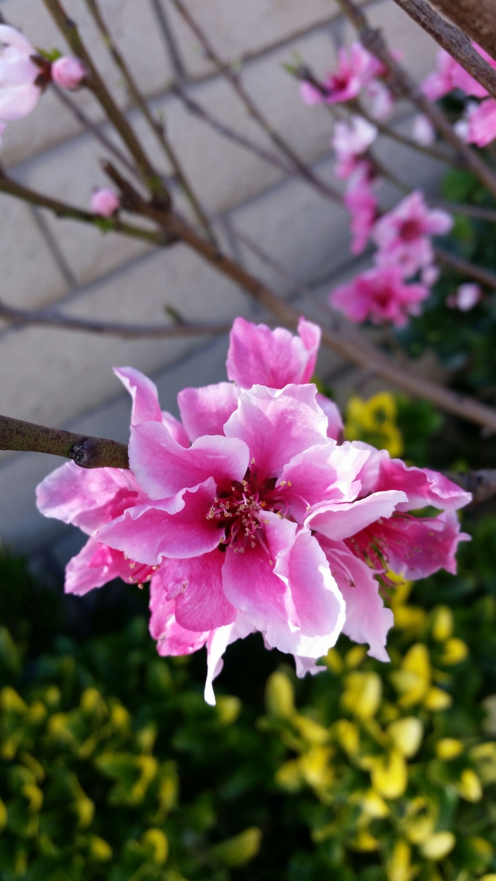 Peach Blossom