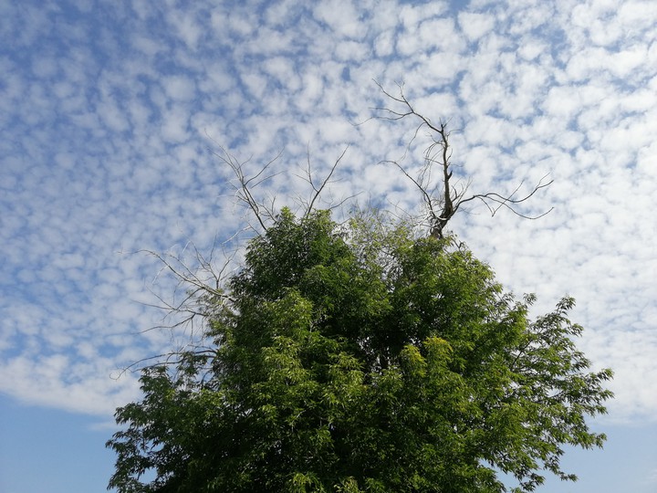 небо и дерево, sky&tree