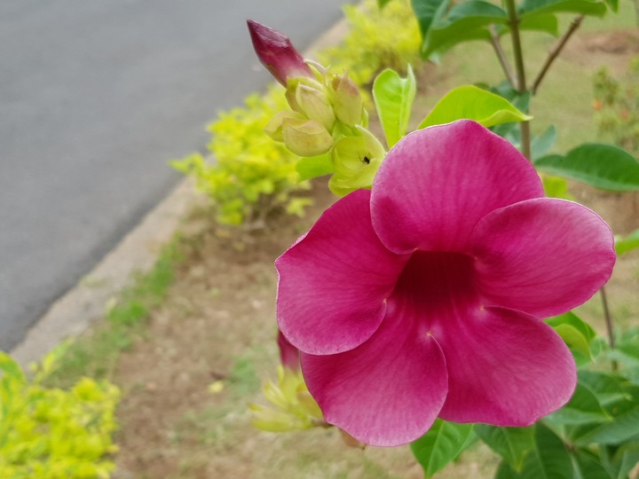 Hibiscus
