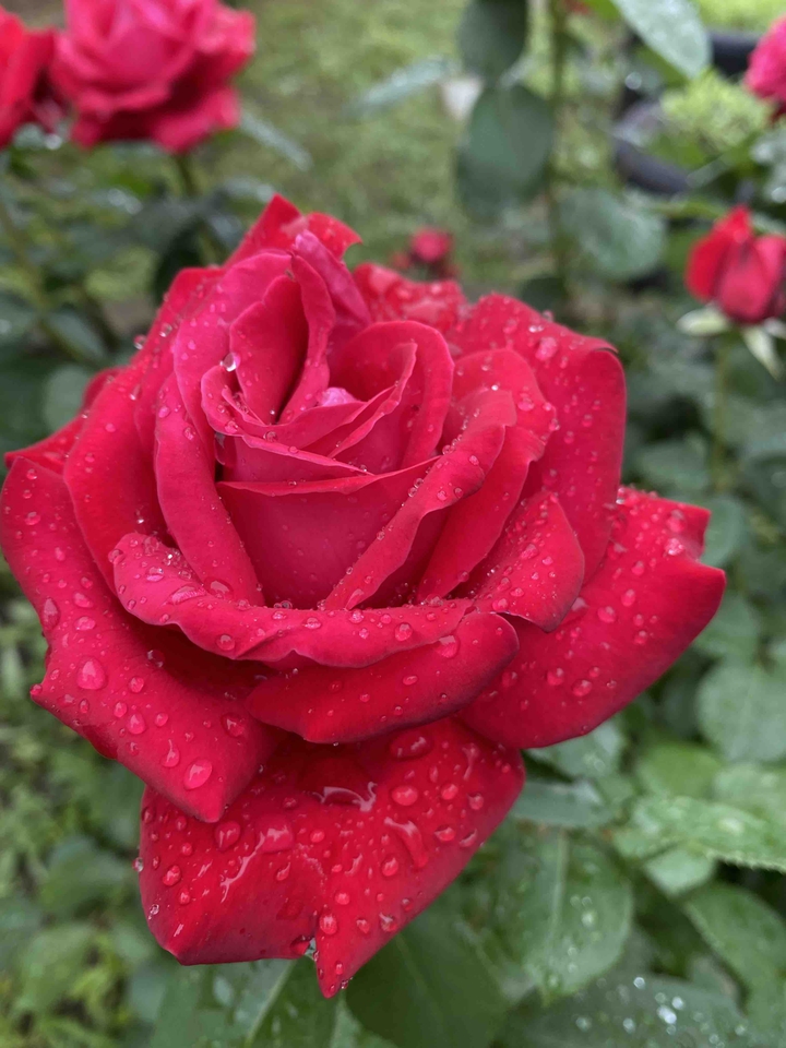 rose