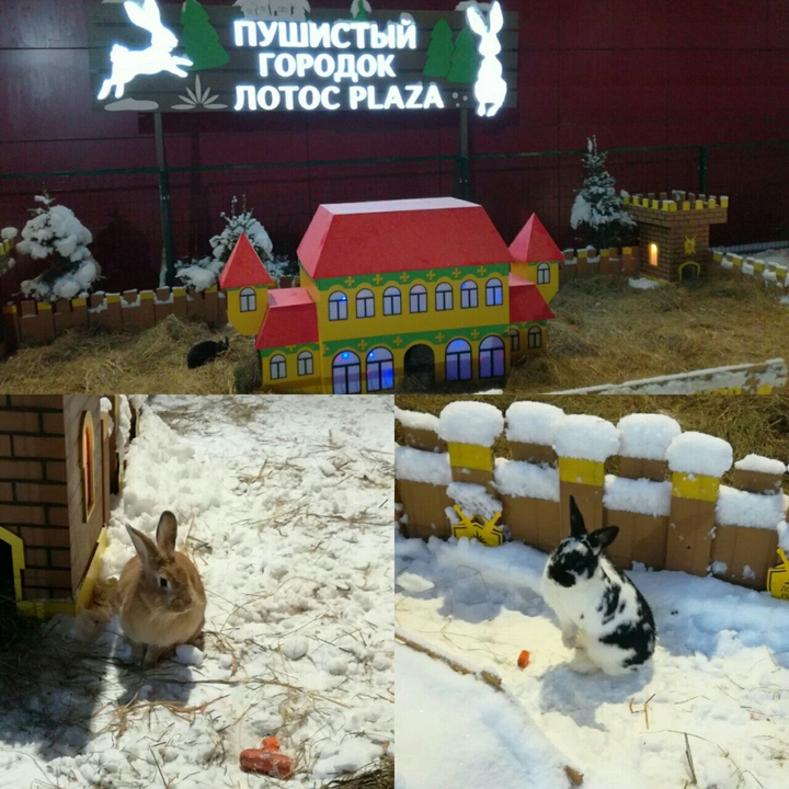 Кролики