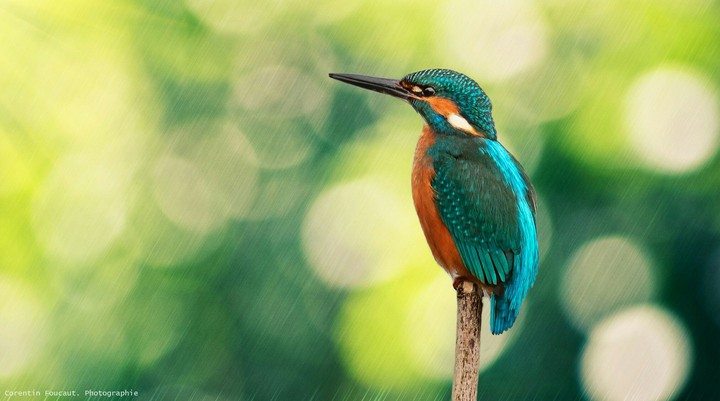 The kingfisher!