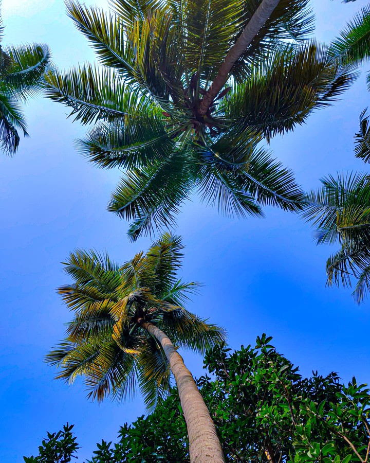 nature