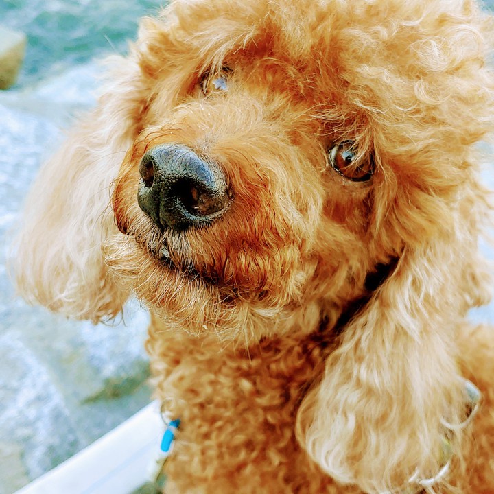 푸름이