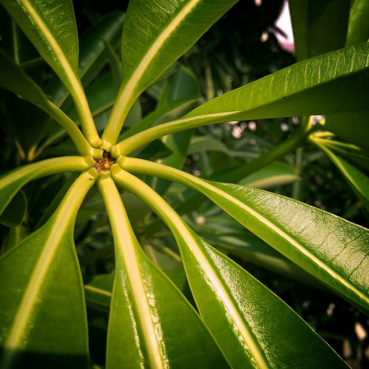 Leaf of Saptparni