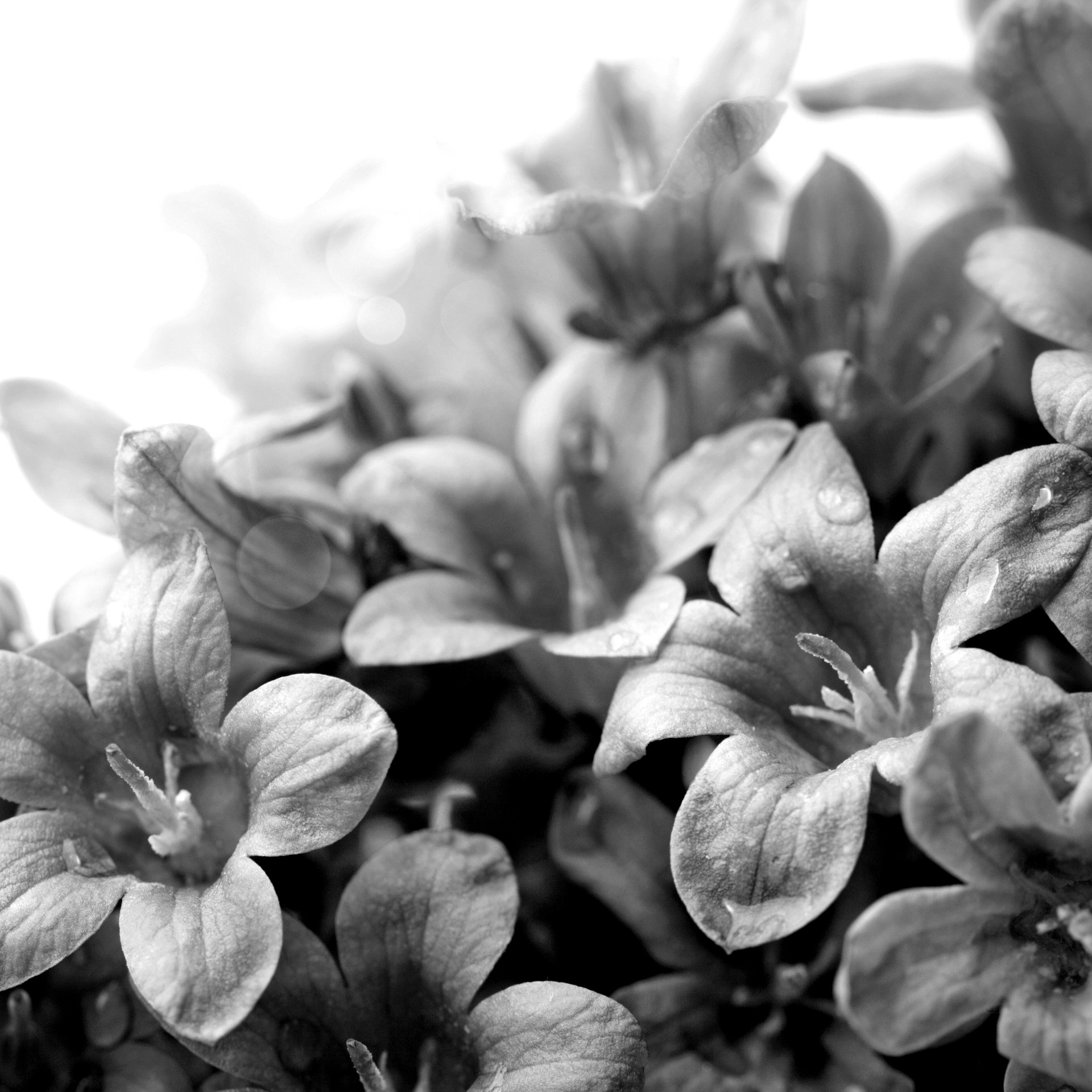 Fiori